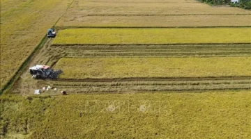 ضغوط السوق تفرض تحديات هيكلية جديدة على قطاع صناعة الأرز العالمي